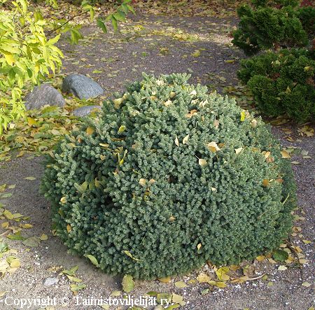 Picea mariana 'Nana', kääpiömustakuusi